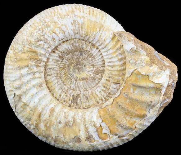 Wide Ammonite Fossil With Stand - Madagascar #51259
